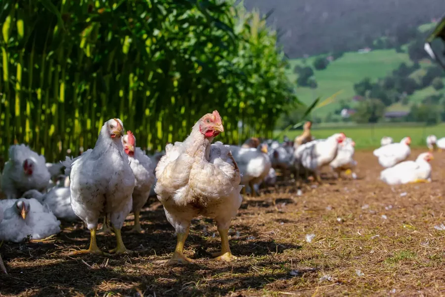 Freilaufende Hühner am Mobilstall von Geflügel Gourmet