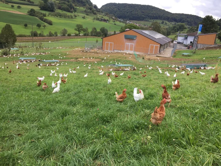 Freilandhühner auf dem Hof von Rieder Eier in Rothenfluh